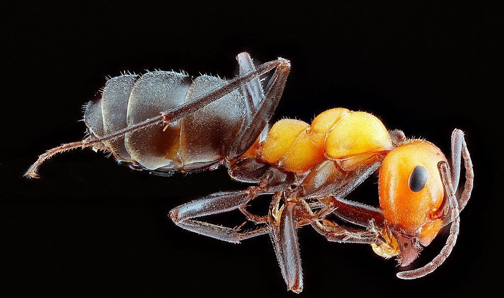 Ant Control service in Vineland, NJ