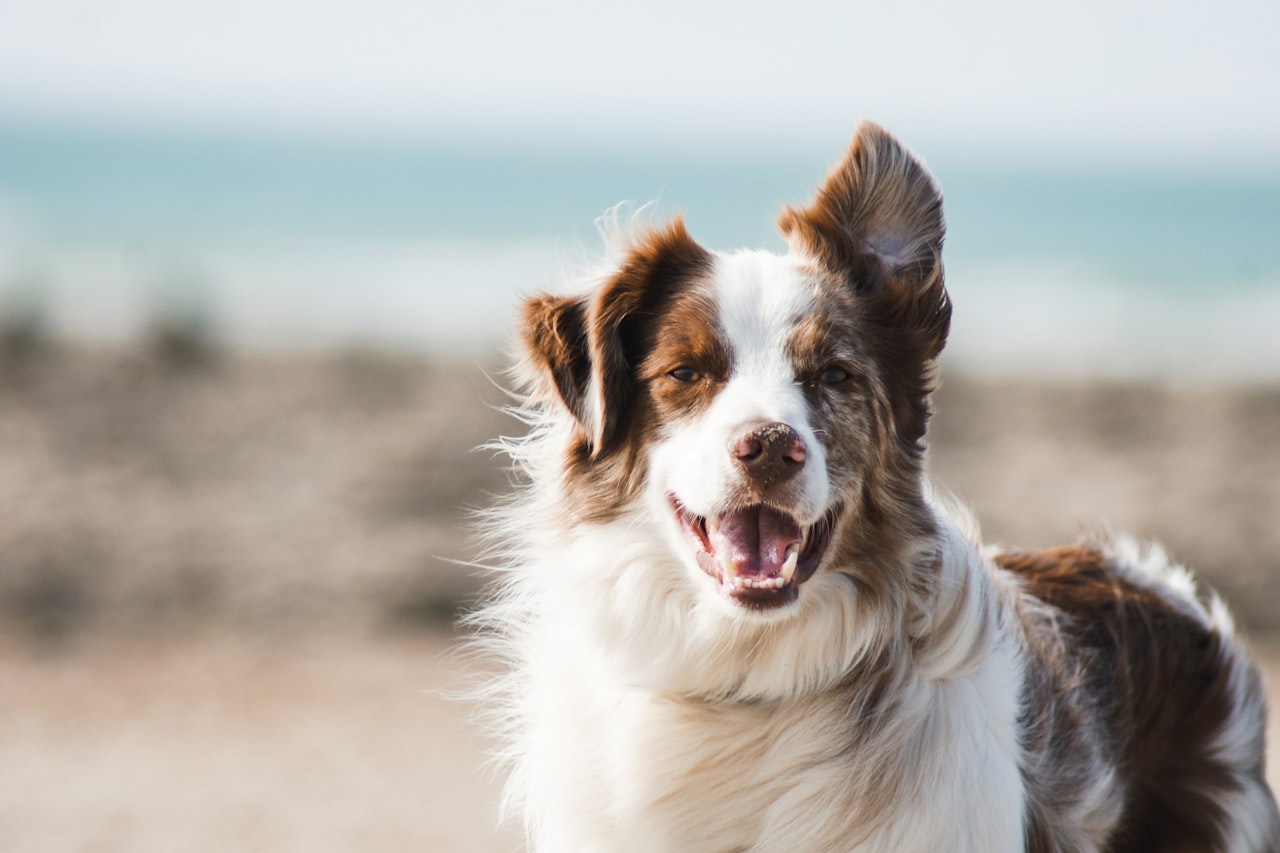 Flea & Tick Control service in Vineland, NJ