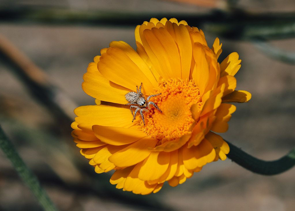 Spider Control service in Vineland, NJ